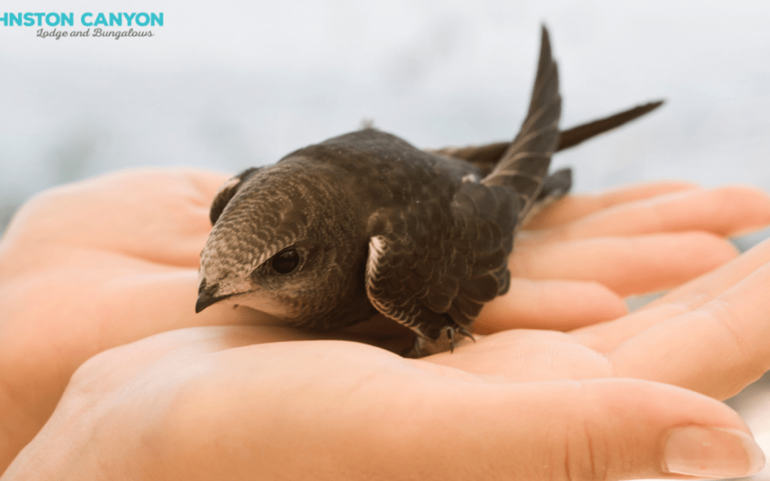 The Amazing Black Swifts of Johnston Canyon